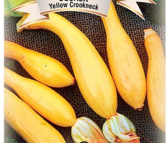 Squash Yellow Crookneck