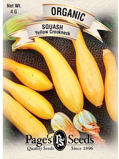 Squash Yellow Crookneck