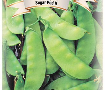 Pea Oregon Sugar Pod II