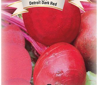 Beet Detroit Dark Red
