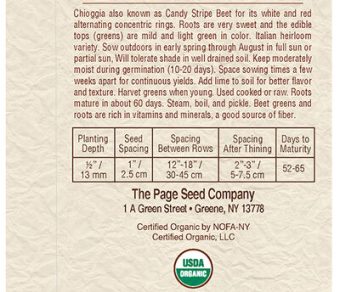 Beet Chioggia