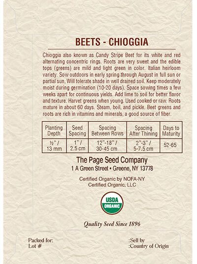 Beet Chioggia