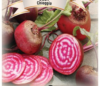 Beet Chioggia