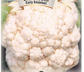 Cauliflower Early Snowball