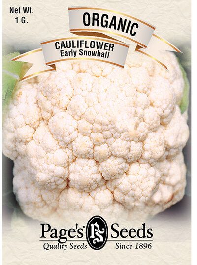Cauliflower Early Snowball