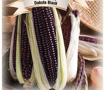 Popcorn Dakota Black