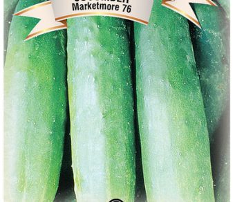 Cucumber Marketmore 76
