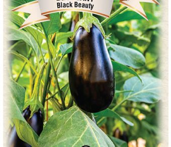 Eggplant Black Beauty