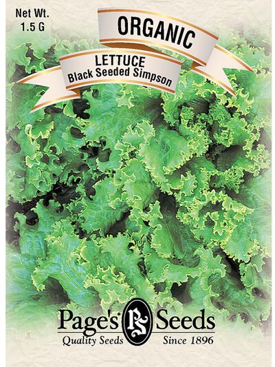 Lettuce Black Seede Simpson