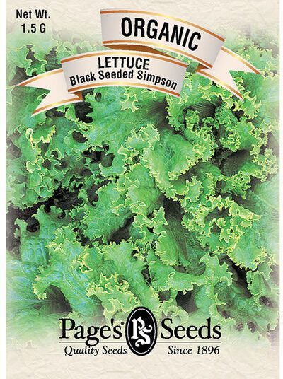 Lettuce Black Seede Simpson