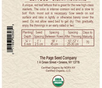 Lettuce Silvia Romaine