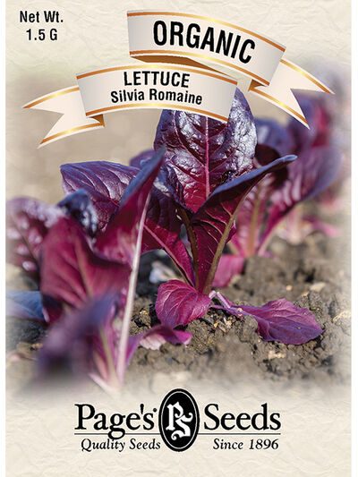 Lettuce Silvia Romaine