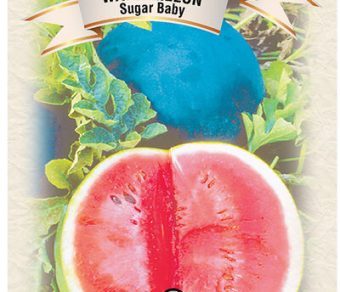 Watermelon Sugar Baby