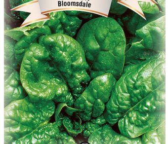 Spinach Bloomsdale