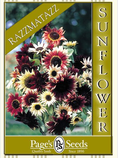 Sunflower – Razzmatazz