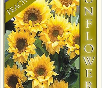 Sunflower – Peach Passion (Fantasy F1 Hybrid)