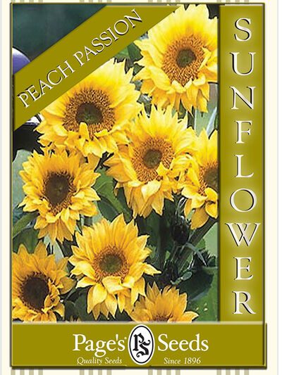 Sunflower – Peach Passion (Fantasy F1 Hybrid)
