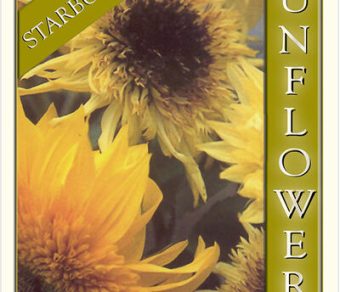 Sunflower – Starburst Mix Hybrid