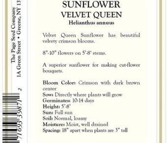 Sunflower – Velvet Queen