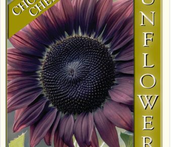 Sunflower – Chocolate Cherry