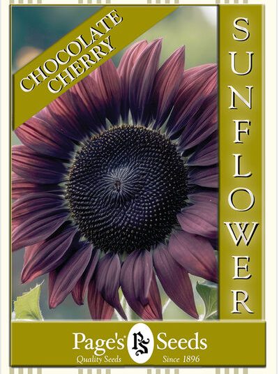 Sunflower – Chocolate Cherry