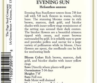 Sunflower – Evening Sun