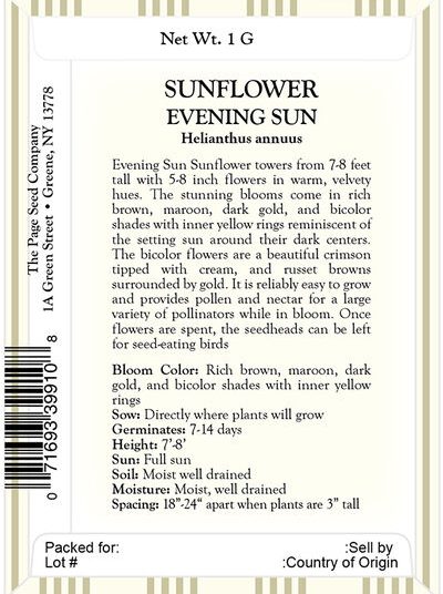 Sunflower – Evening Sun