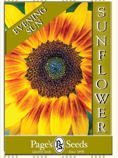 Sunflower – Evening Sun