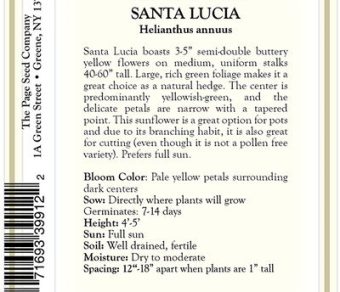 Sunflower – Santa Lucia