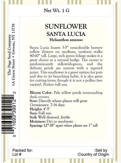 Sunflower – Santa Lucia