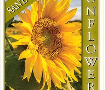 Sunflower – Santa Lucia
