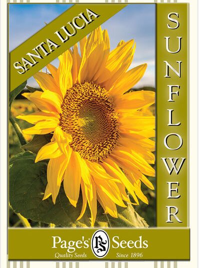 Sunflower – Santa Lucia
