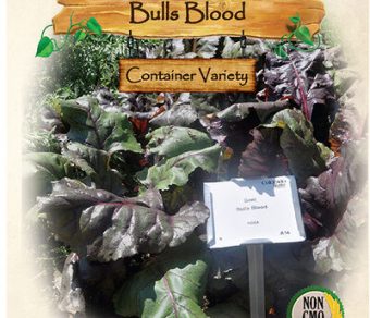 Beet, Bulls Blood