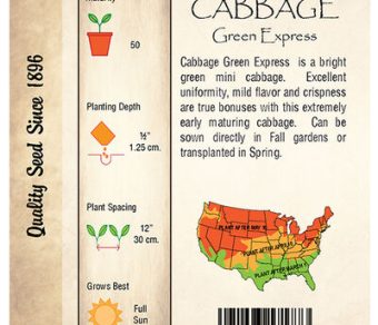 Cabbage, Green Express