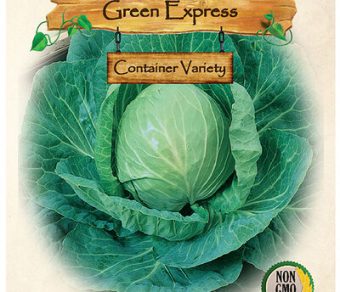Cabbage, Green Express