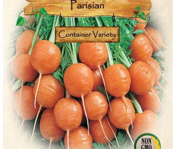 Carrot, Parisian