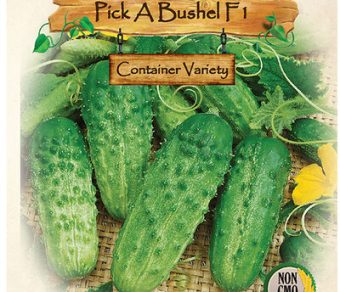 Cucumber, Pick a Bushel F1