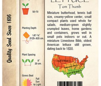 Lettuce, Tom Thumb