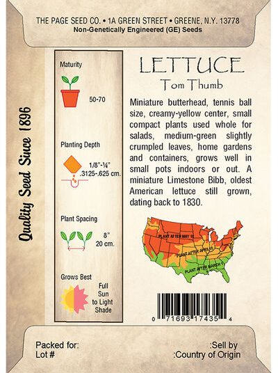 Lettuce, Tom Thumb
