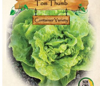 Lettuce, Tom Thumb