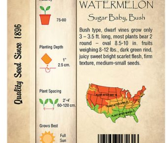 Watermelon, Sugar Baby, Bush