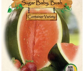 Watermelon, Sugar Baby, Bush