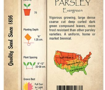 Parsley, Evergreen