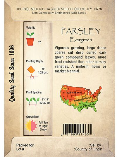 Parsley, Evergreen