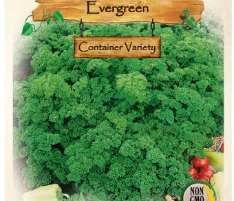 Parsley, Evergreen