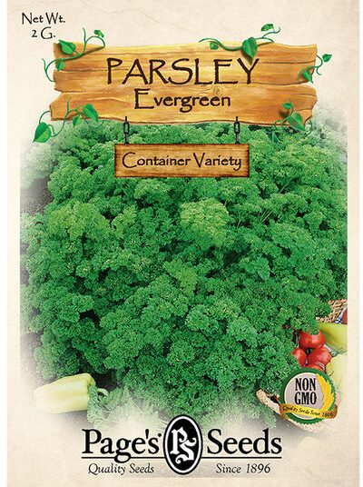 Parsley, Evergreen