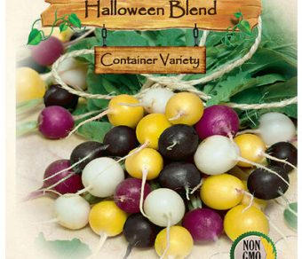 Radish, Halloween Blend