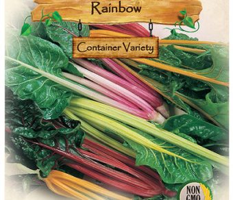 Swiss Chard, Rainbow
